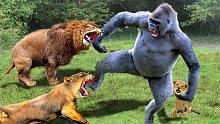 愤怒的狮子咬猴子，因为他偷了他们的孩子，大猩猩对狮子，老虎！