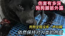 伤害有多深 狗狗脚筋被K外露 早已腐烂，却依然保持对人类的热爱