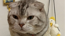 给小猫咪剪指甲它竟然打了个嗝……