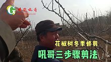 花椒树冬季修剪，按吼哥三步骤剪法修剪，简单、实用，一看就会