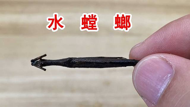 水螳螂太神奇了!这是一根会动的小木棍!