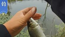 路边小河。欲鱼情暴躁。红心加关注，马上开启野钓直播。   #户外钓鱼