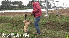 小伙拿大老鼠来训练小狗，第一只上场就被老鼠咬哭了，第二只上场就秒杀