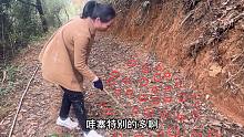 市场卖15一斤的野果子，山上掉得满地都是，奶奶靠它一天入400元