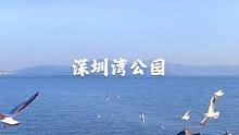 #深圳#深圳海鸥季 今年11月深圳湾海鸥飞回来了，最佳观赏时间下午三点到五点，9号线深圳湾公园D2出