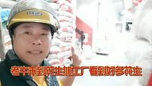 吃完大姐煮的玉米老牛趁天黑前，赶紧去花生加工厂拿花生