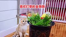 这小猫第一次见到猫草，前世和草有仇？转着圈地打猫草，莫名其妙