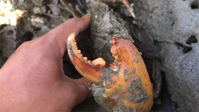小海沟退潮后,大青蟹爬上岸准备挖洞,被阿兴赶海抓个正太爽了