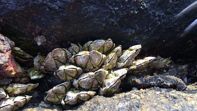 村大少今天又来海边帮礁石减压,一个个将名贵的佛手螺拔起,好爽