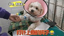 一只酷爱打针的狗子，去医院好像进自己家似的，都快成医生常客了