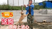 小黄非常有上进心，5鼠难敌1狗，超出了想象
