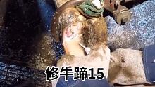 牛蹄内部肿胀，一刀下去脓血直流，看完全程内心舒适 #修牛蹄 #强迫症