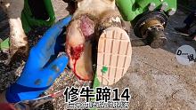 牛蹄角质腐烂脱落，整个烂了一大半，这该如何治疗？ #修牛蹄 #强迫症