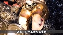 牛蹄里面溃烂流血，师傅清理时发现里面塞满石头，修剪驴蹄实在太解压#解压 #修蹄 