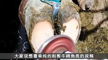 牛蹄打磨过程超解压，师傅拿来大钳刀一个个的驴蹄钳下来，太治愈#解压  #纪录片 