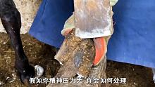 驴蹄的修剪过程实在是太解压了，牛蹄严重溃烂出血，师傅耐心救助#解说 #解压 #动物救助 
