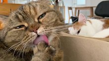 一只喜欢看同类舔毛的猫，看到兴起竟啃起了脚。