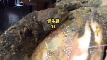 一刀下去，脓水喷出#修牛蹄 #治愈 #解压 #疼痛 
