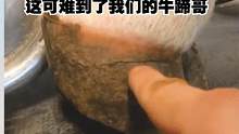 牛蹄上生有裂痕，这次可难到了我们牛蹄哥来了！ #解压  #清理牛蹄 #牛蹄 