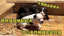 西班牙加纳利幼犬，才25天性格就如此狂暴，不愧是禁养犬！