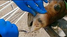这头牛看起来很健康，其实蹄子已经烂了两个，医生这样处理很治愈#修牛蹄  #解压视频 