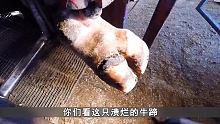 牛蹄发黑溃烂严重，耐心师傅救助超解压，驴蹄四脚朝天严重变形#解说 #动物救助 #纪录片 