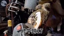 老牛走路一瘸一拐，修蹄师傅检查发现，原来是卡了个牙齿 #强迫症 #修牛蹄