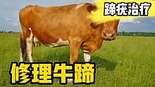 #治疗性修蹄关注亮哥每天分享蹄病诊疗 #奶牛 #养殖