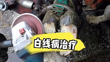 #治疗性修蹄关注亮哥每天分享蹄病诊疗 #奶牛 #养殖