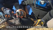 海豹被鱼钩穿透眼睛鲜血直流，救援小哥紧张救援，场面让人揪心 #动物救援 #海豹 #救援