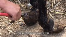 驴蹄长成球状栽蹄与歪蹄，老师傅艰难修理，全程超治愈 #强迫症 #修驴蹄 #治愈