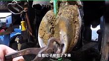 修理牛蹄过程解压 点赞关注一下 每天更新视频