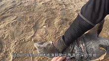 海豹被渔网严重勒伤，血肉模糊让人心疼，小哥耐心救援超有爱 #动物救援 #海豹 #救援
