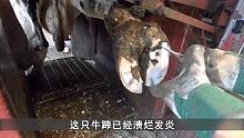 牛蹄严重发黑糜烂，师傅耐心救助超解压，修剪驴蹄竟还用一把镰刀#解压 #动物救助 #解说 
