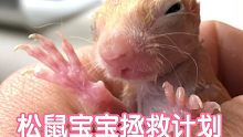 【搬运科普】拯救松鼠宝宝！挺住啊~宝贝！