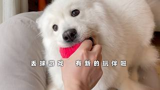 弟弟可以陪軟糖玩球啦，小狗的日常運(yùn)動(dòng)量提升起來，非常快樂了