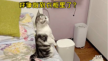 怕虫子就养只小猫咪吧～超治愈，满满安全感！