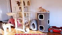 小猫都在新安完的猫爬架上享受，猫姥姥突然球瘾大发，国足的水平