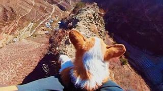 带着狗子悬崖峭壁看风景，走到半路狗子被吓得往回跑了！ #旅游 #户外探险 #宠物