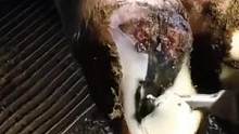 牛蹄溃烂严重  切开后腐烂味扑面而来#奶牛养殖 #手艺人 