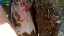 牛蹄溃烂不堪  蛆虫涌动#手艺人 