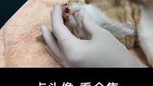 这只可怜的#猫 鼻孔被一只巨大的#寄生虫 堵住了，呼吸都很困难，家里养#宠物 #动物 的，一定要定期