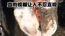 牛蹄表面发生严重的溃烂，血肉模糊的让人不忍直视！看修理师傅如何清理！ #解压  #清理牛蹄  #牛蹄