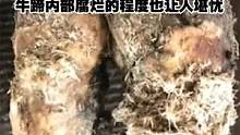 牛蹄表面杂毛丛生，细看修理师傅如何清理，过程很解压！ #解压  #清理牛蹄  #牛蹄 
