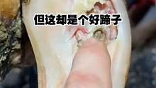 人间极品的牛蹄，却也被腐蚀的面目全非，惨不忍睹！！！ #解压  #清理牛蹄  #牛蹄 