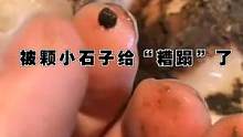 被一颗石子“糟蹋”了的牛，小伤疤下有大恐怖！！！ #解压  #清理牛蹄  #牛蹄