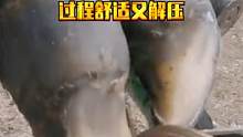 小奶牛蹄子严重溃烂，修理师傅紧急处理，过程舒适又解压 #修牛蹄  #动物救助  #解压视频  #修蹄