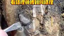 牛蹄表面被石头扎穿，内部腐烂严重，看修理师傅如何修理 #修牛蹄  #动物救助  #解压视频  #修蹄