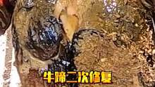 牛蹄二次修复，表面出现一块疙瘩，看修理师傅如何处理 #修牛蹄  #动物救助 #解压视频  #修蹄  