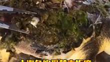 海龟饱受藤壶折磨，看救援人员如何清理，过程舒适放松 #藤壶清理 #动物救助 #藤壶 #海龟